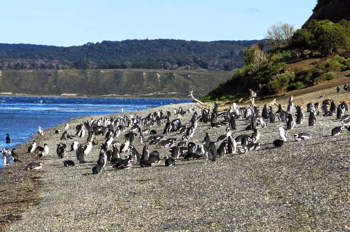 Caminata con pingüinos – bomtravel