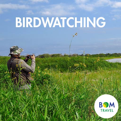 birdwatching (1)