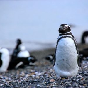 Excursion pinguinera Ushuaia Portada