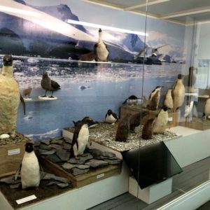 Un día en Ushuaia Museo Presidio Animales