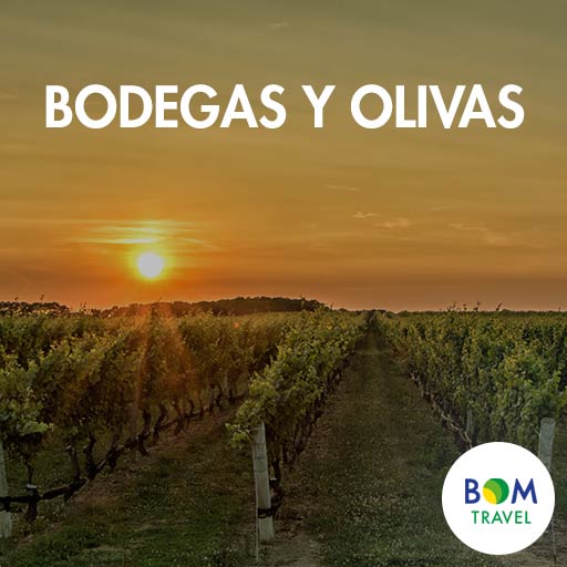 Bodegas-y-Olivas