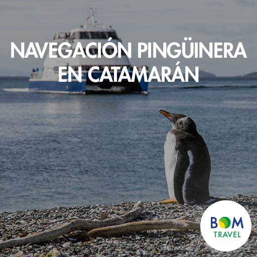 Navegación-pingüinera-en-catamarán