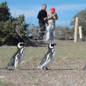 Pinguinos de Punta Tombo-( CHUBUT)