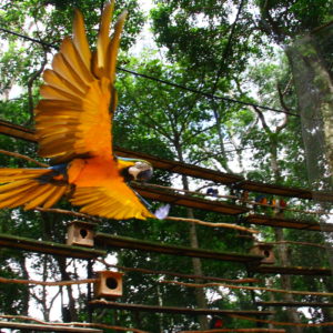 Arara Caninde - Parque das aves - Foz do Iguacu / Brasil