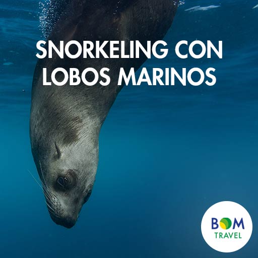 Snorkeling-con-lobos-marinos