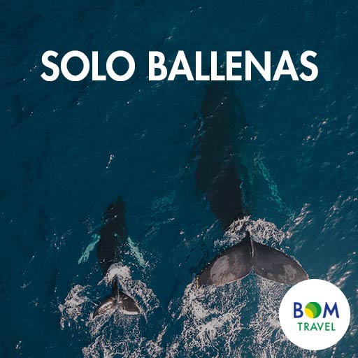 Solo-Ballenas