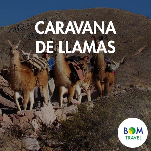 Caravana-de-Llamas